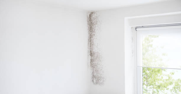 Best Environmental Consulting for Mold Prevention  in Seville, FL