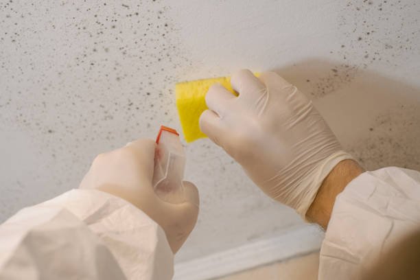 Best Mold Documentation for Insurance Claims  in Seville, FL