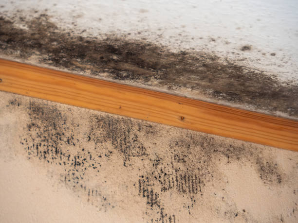 Best Residential Mold Inspection & Testing  in Seville, FL