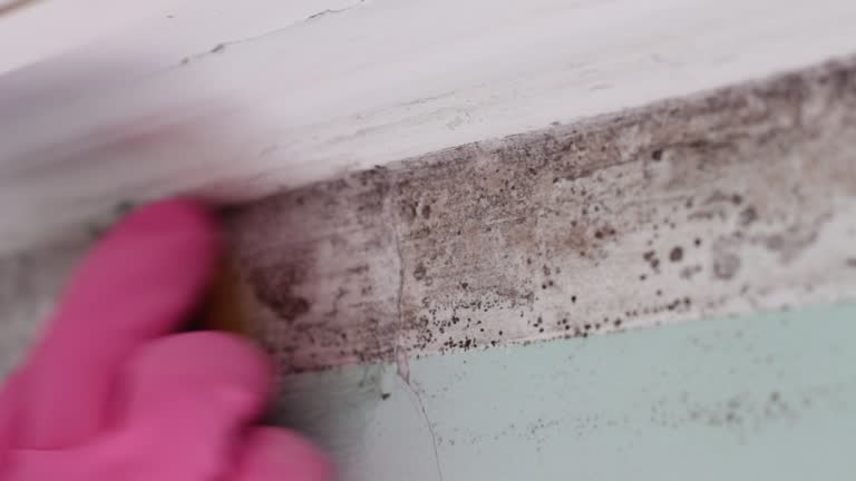 Mold Odor Removal Services in Seville, FL